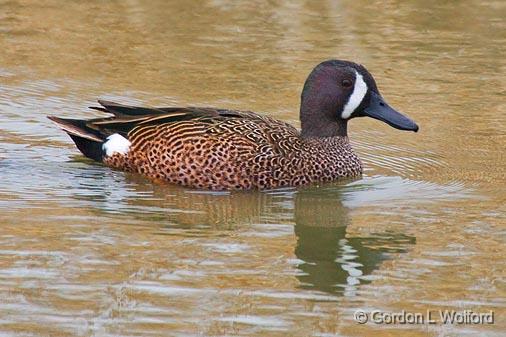 Blue-winged Teal_41972.jpg - Blue-winged Teal (Anas discors)Photographed along the Gulf coast on Mustang Island in Port Aransas, Texas, USA.